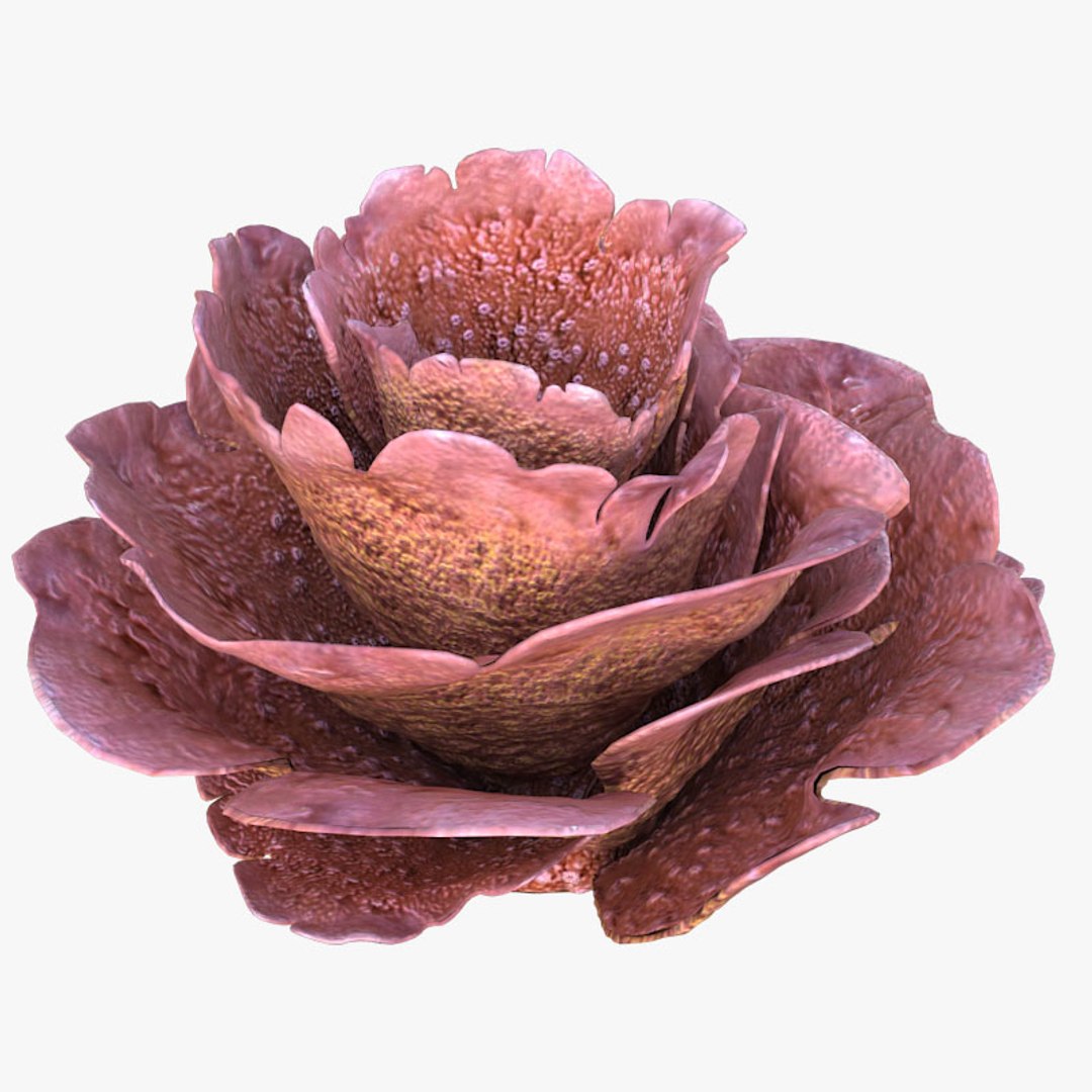 corals sun brain 3D model https://p.turbosquid.com/ts-thumb/ML/8BTIaU/ANqqVaWx/0163/jpg/1519239914/1920x1080/fit_q87/a2b214ebf6af23e8a0a0b44f819af62a1b91daf8/0163.jpg