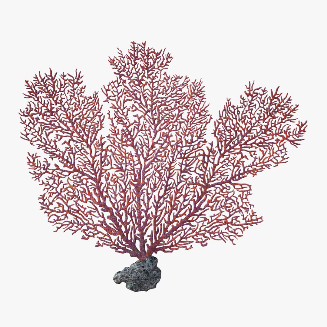 corals sun brain 3D model https://p.turbosquid.com/ts-thumb/ML/8BTIaU/Brpu864S/0101/jpg/1519239035/1920x1080/fit_q87/f6fae7c108be34a2c0518eaee23341083261394c/0101.jpg