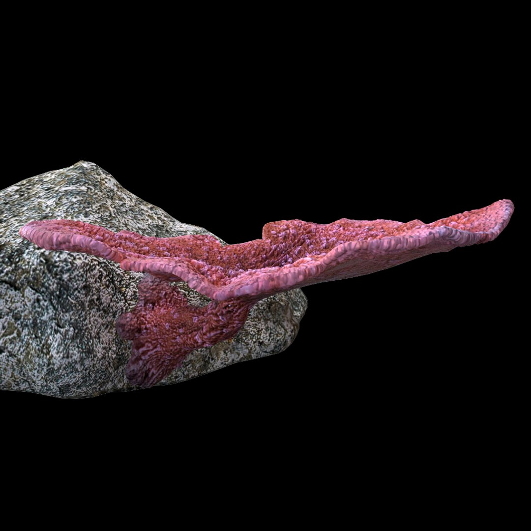 corals sun brain 3D model https://p.turbosquid.com/ts-thumb/ML/8BTIaU/CHznQ4ej/076/jpg/1519238733/1920x1080/fit_q87/6f4c82aa745db1bdb444fd807ee380a5a5ea9b36/076.jpg