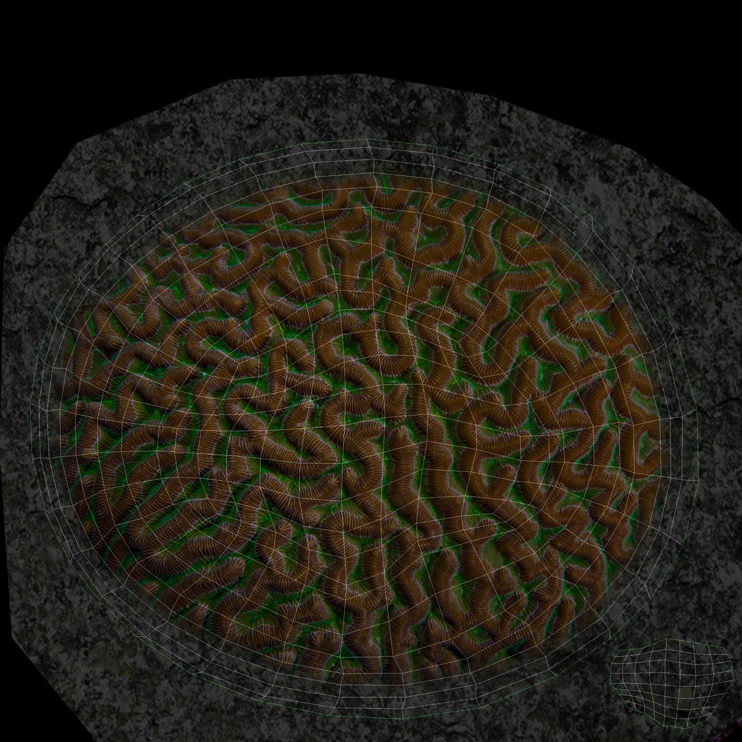 corals sun brain 3D model https://p.turbosquid.com/ts-thumb/ML/8BTIaU/CLXeuXyD/0211/jpg/1519238208/1920x1080/fit_q87/4ca1e6a771200853a92030852c22841b3e3b7c51/0211.jpg