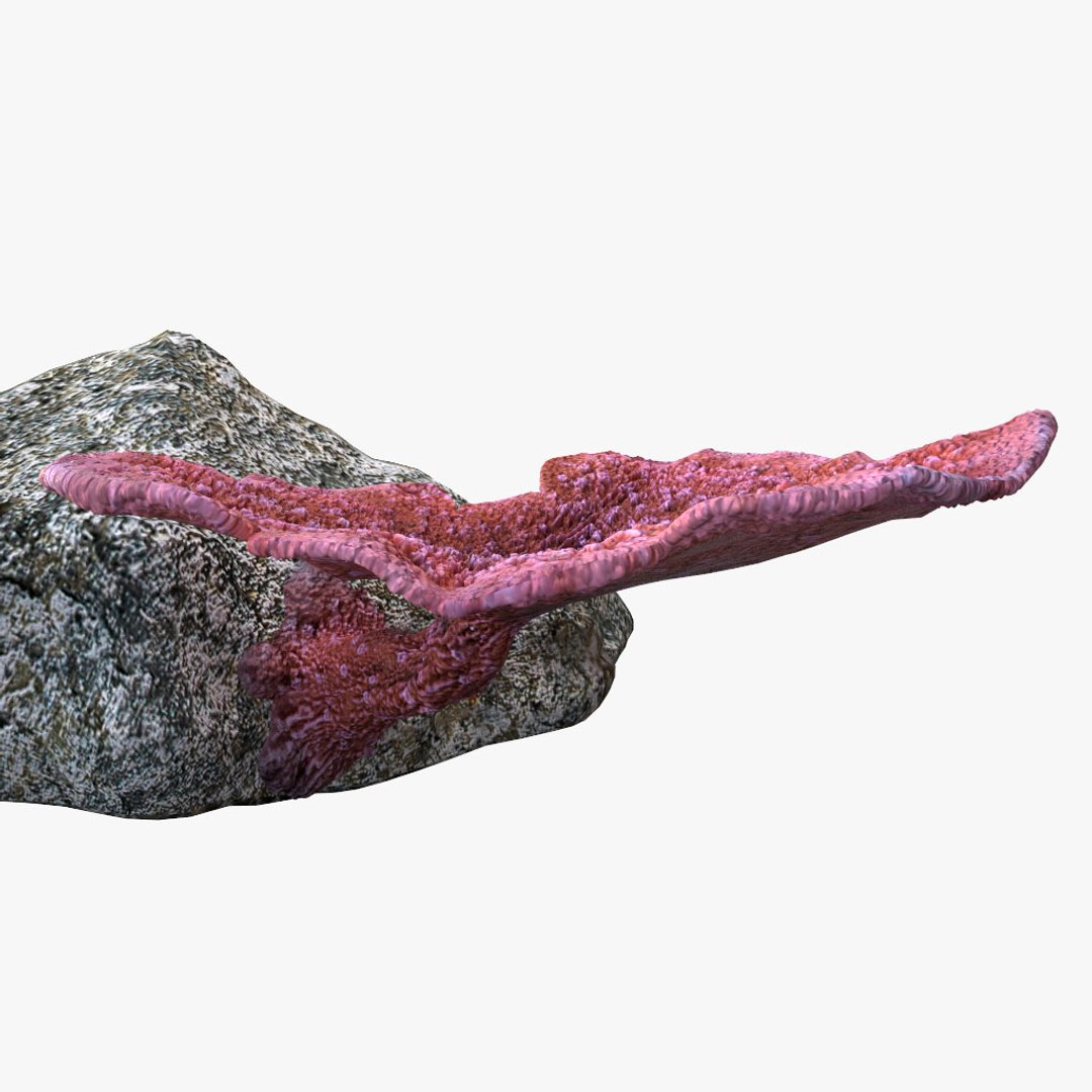 corals sun brain 3D model https://p.turbosquid.com/ts-thumb/ML/8BTIaU/COJVPWOs/074/jpg/1519238733/1920x1080/fit_q87/2035ddf6d2a948c1924e3bc310b910d81e775c67/074.jpg