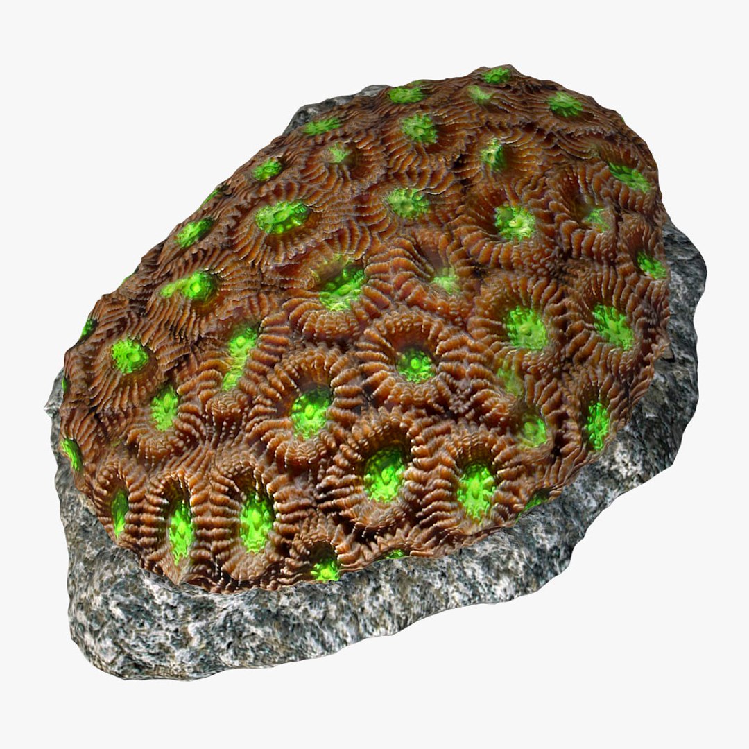 corals sun brain 3D model https://p.turbosquid.com/ts-thumb/ML/8BTIaU/CY5i1me1/0131/jpg/1519239586/1920x1080/fit_q87/15b61575e32061f0348d44a28fad5fb42e81e33a/0131.jpg