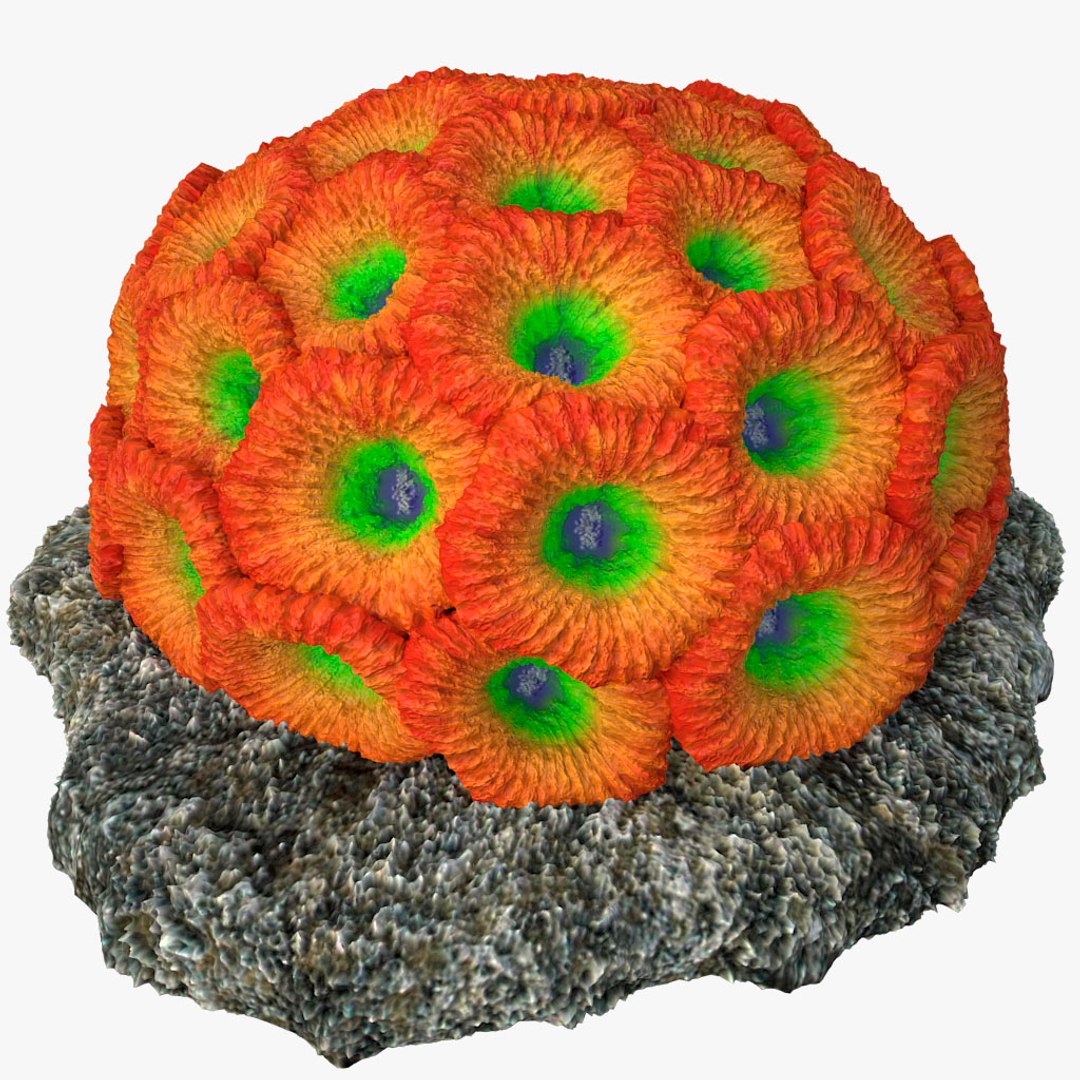 corals sun brain 3D model https://p.turbosquid.com/ts-thumb/ML/8BTIaU/D384Ov7S/0121/jpg/1519239336/1920x1080/fit_q87/acfdcc3047abe8b477803f58e27805f98a28105a/0121.jpg