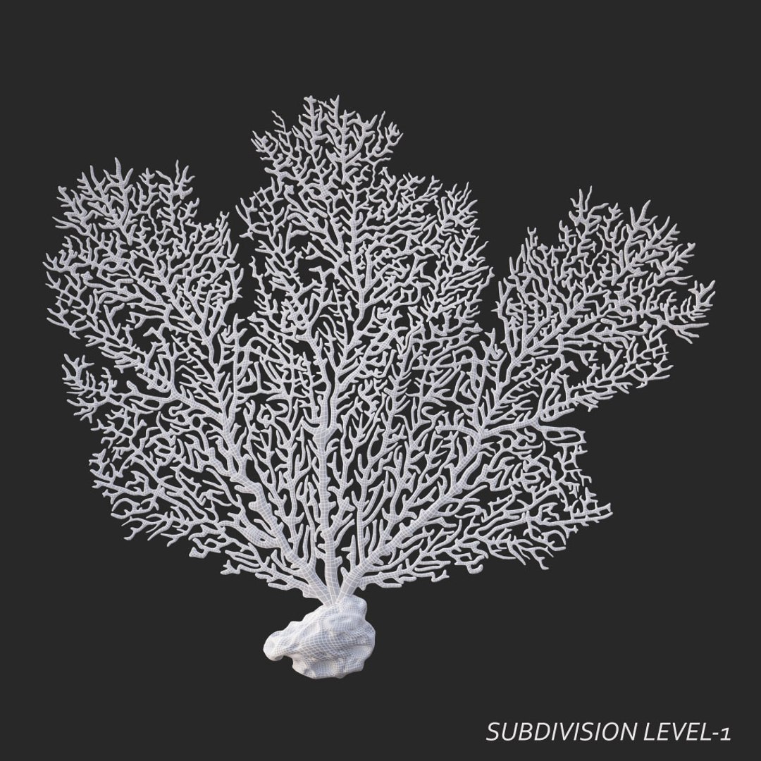 corals sun brain 3D model https://p.turbosquid.com/ts-thumb/ML/8BTIaU/DbqRKu1w/01010/jpg/1519239035/1920x1080/fit_q87/d80d7694df3fb365fd2bc7b91a467c483866afc0/01010.jpg