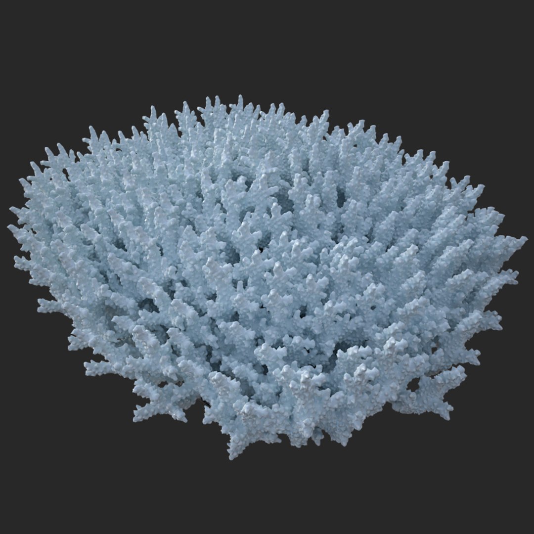 corals sun brain 3D model https://p.turbosquid.com/ts-thumb/ML/8BTIaU/DyZFRwPr/02011/jpg/1519241115/1920x1080/fit_q87/dcb64bf7059a487b89fe906ad19f3e30a4f19a5c/02011.jpg