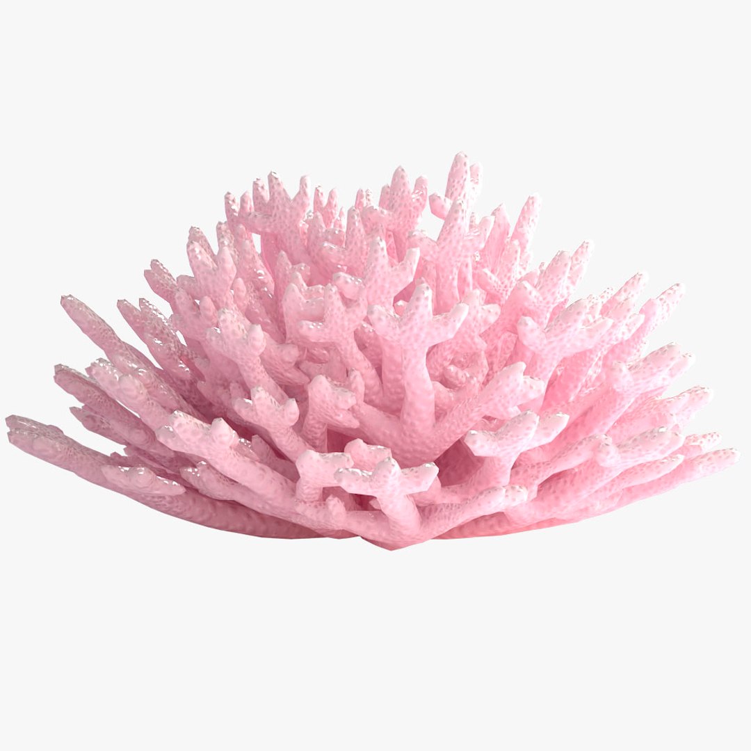 corals sun brain 3D model https://p.turbosquid.com/ts-thumb/ML/8BTIaU/EF9EofEc/031/jpg/1519238311/1920x1080/fit_q87/429a38f33b720762dc586d920ae96d5bec8ecae2/031.jpg