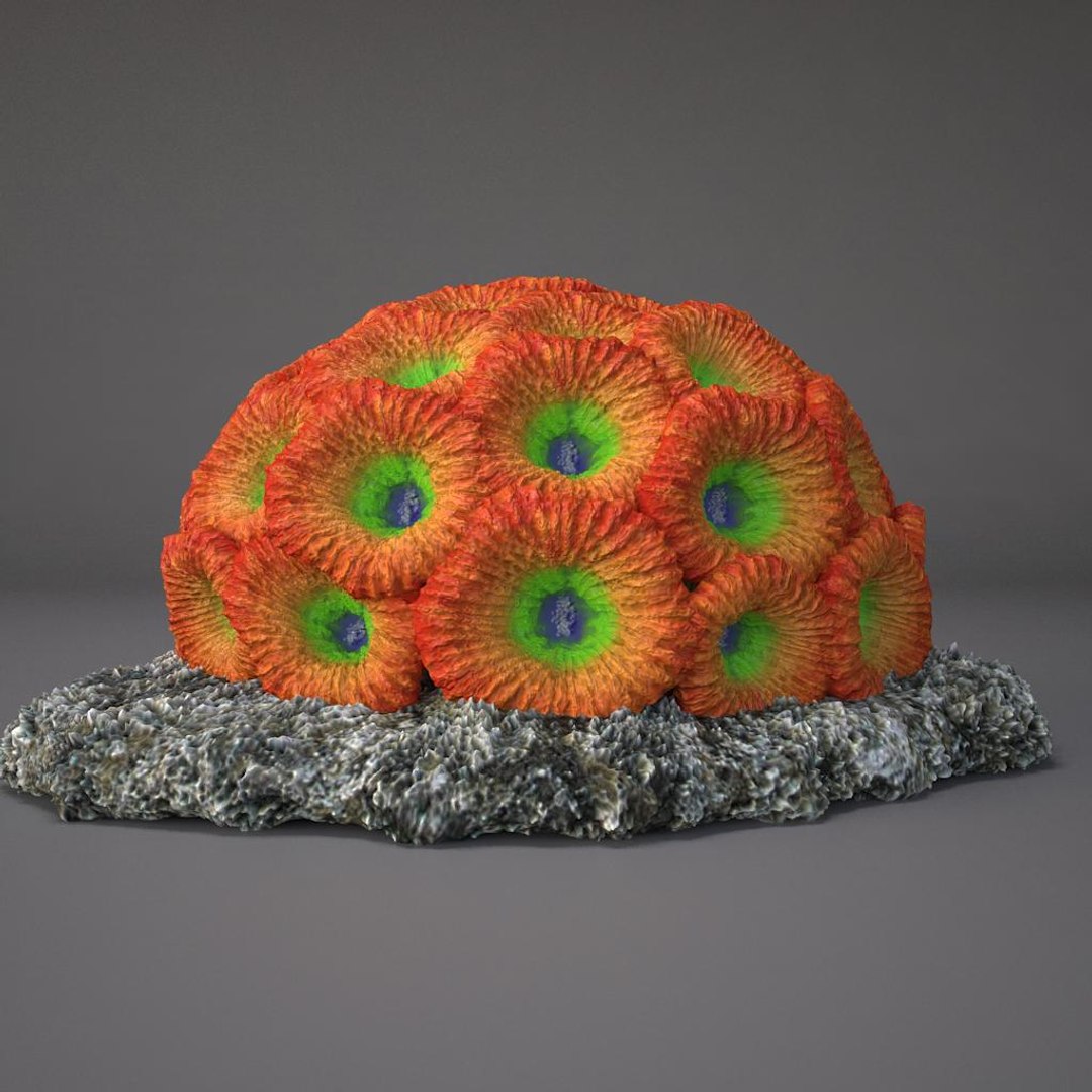 corals sun brain 3D model https://p.turbosquid.com/ts-thumb/ML/8BTIaU/EG6w13ac/0127/jpg/1519239336/1920x1080/fit_q87/483fab0083c795e48d4088ef0336530f94441125/0127.jpg