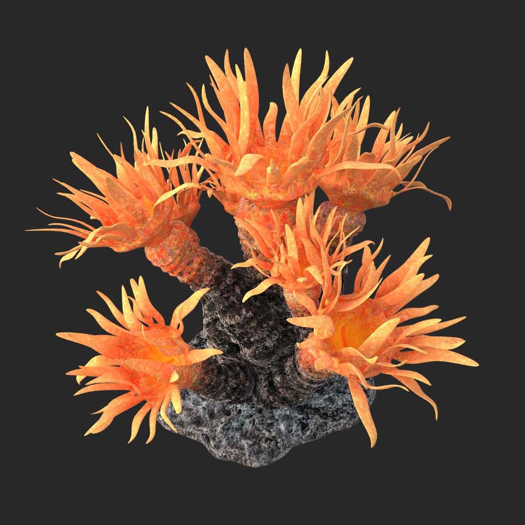 corals sun brain 3D model https://p.turbosquid.com/ts-thumb/ML/8BTIaU/F4MSt9XL/0186/jpg/1519240219/1920x1080/fit_q87/70596eb325f8503fe2350b636e0b7e0ce4773d04/0186.jpg