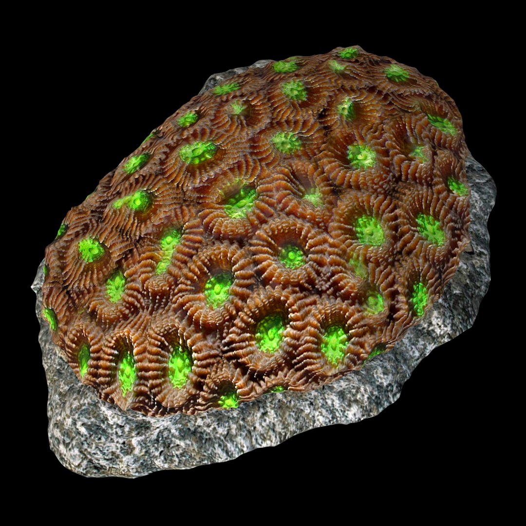 corals sun brain 3D model https://p.turbosquid.com/ts-thumb/ML/8BTIaU/FVcSQphp/0132/jpg/1519239586/1920x1080/fit_q87/ae01ac44298611166f349223edefb55be7ca133e/0132.jpg