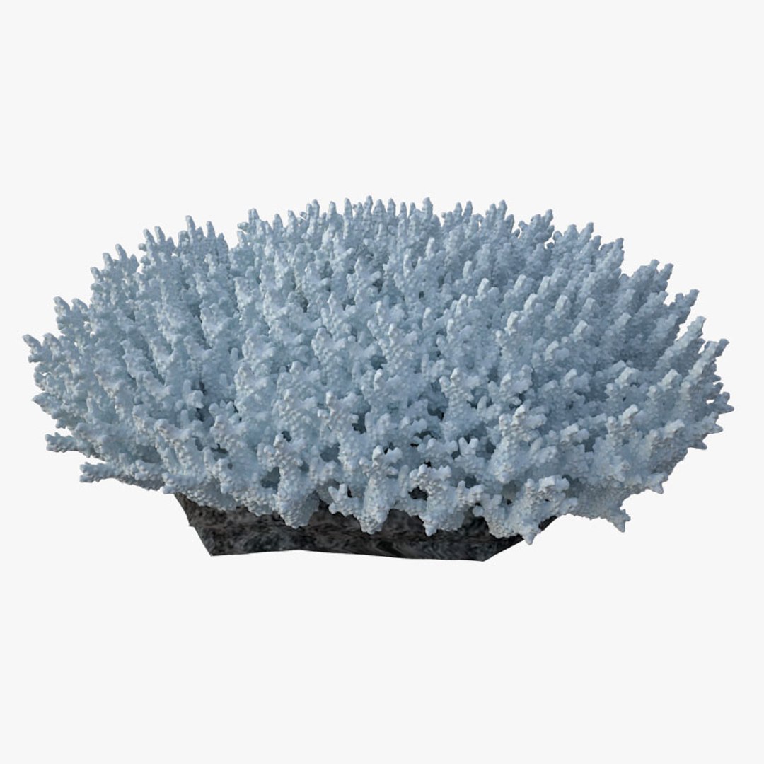 corals sun brain 3D model https://p.turbosquid.com/ts-thumb/ML/8BTIaU/FwSvNujn/0203/jpg/1519241114/1920x1080/fit_q87/4137dd1010ba8b4888aace6a6bd0c4ef38dfae27/0203.jpg