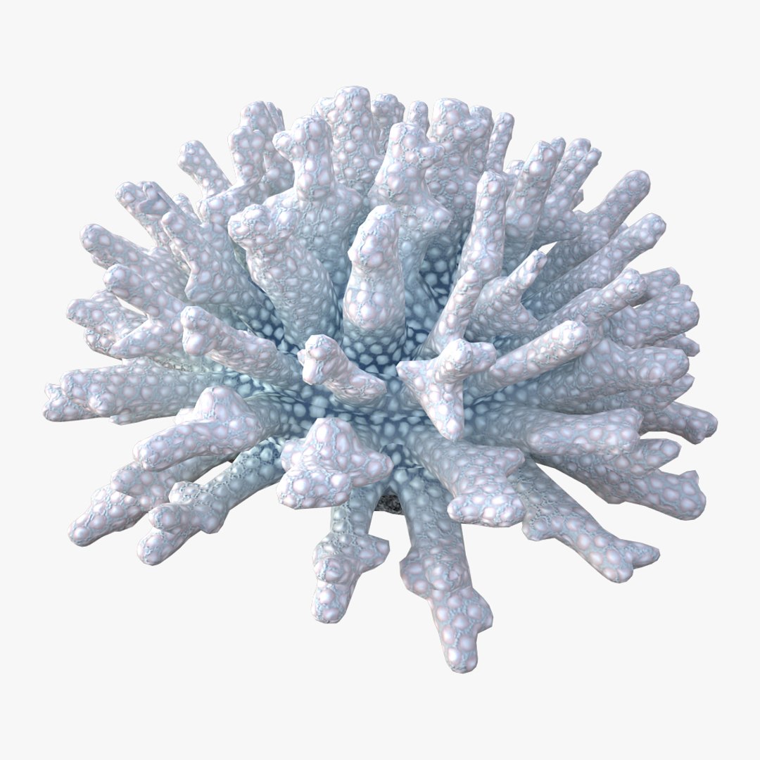 corals sun brain 3D model https://p.turbosquid.com/ts-thumb/ML/8BTIaU/GjSh5l6r/0194/jpg/1519240294/1920x1080/fit_q87/cb9babe4eafe8ce8dc50d156075d5d155d159087/0194.jpg