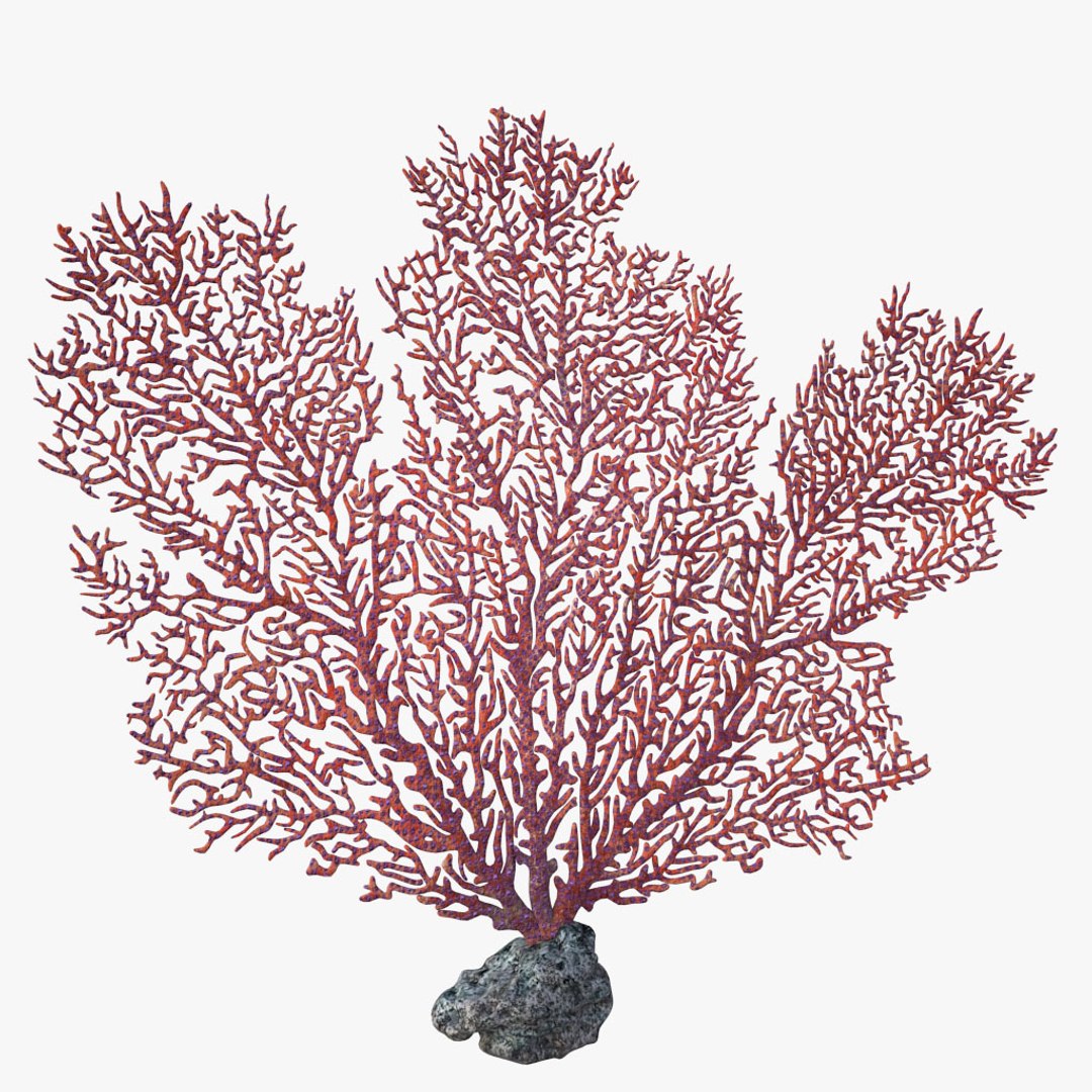 corals sun brain 3D model https://p.turbosquid.com/ts-thumb/ML/8BTIaU/Hsi6gAJ9/0102/jpg/1519239035/1920x1080/fit_q87/74062c11c74ffe99f45a02d8589d14aa683cfd90/0102.jpg