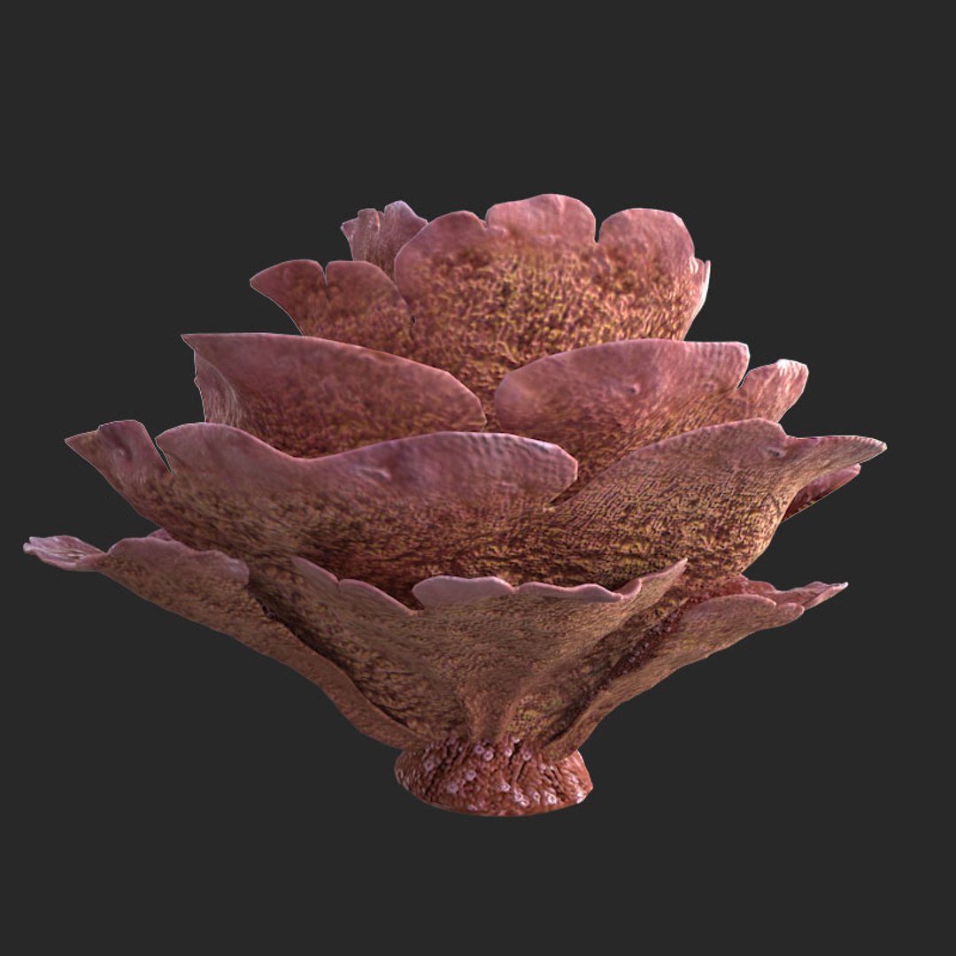 corals sun brain 3D model https://p.turbosquid.com/ts-thumb/ML/8BTIaU/IAFETUAQ/01612/jpg/1519239914/1920x1080/fit_q87/5e5b3bbc0aea01f94e9d03a99eb3e5c8fd50dfdd/01612.jpg