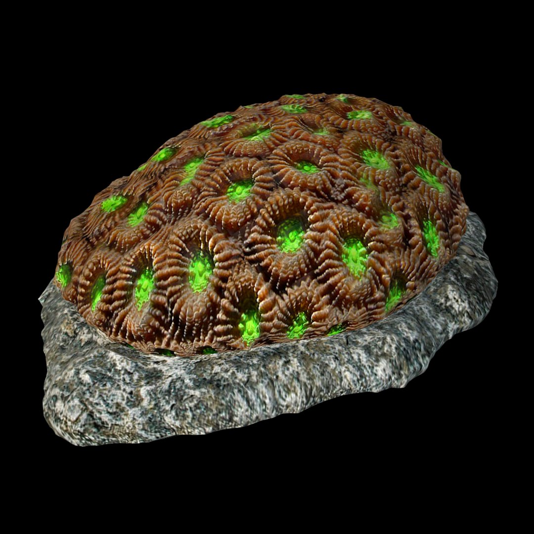 corals sun brain 3D model https://p.turbosquid.com/ts-thumb/ML/8BTIaU/IcgA0IHm/0134/jpg/1519239586/1920x1080/fit_q87/d45b45e37ef91669dae1c42b09420fe66ac5a266/0134.jpg