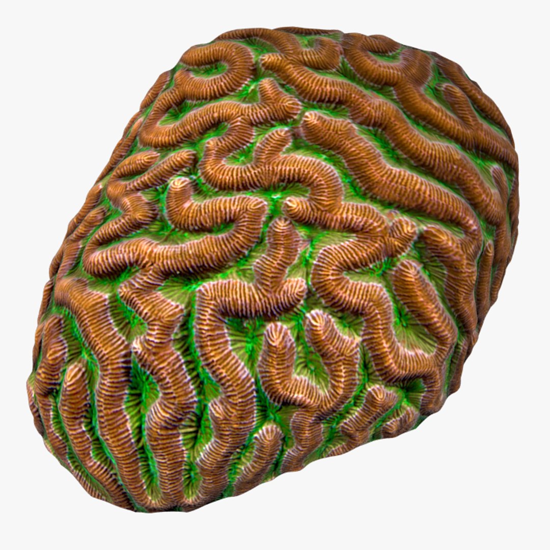 corals sun brain 3D model https://p.turbosquid.com/ts-thumb/ML/8BTIaU/Iq5xrpY4/021/jpg/1519238207/1920x1080/fit_q87/f69e23dea40233fccd38351f23c2c4c3b60e2503/021.jpg