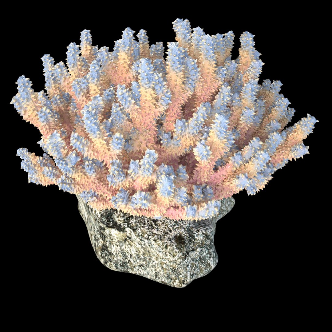 corals sun brain 3D model https://p.turbosquid.com/ts-thumb/ML/8BTIaU/JD2KlOPB/044/jpg/1519238311/1920x1080/fit_q87/c9e74497ec95bb199f00e10d4eaf5eb63b3c8eff/044.jpg