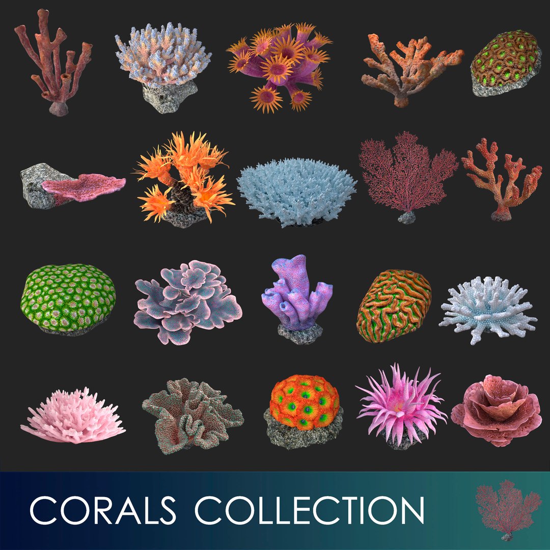 corals sun brain 3D model https://p.turbosquid.com/ts-thumb/ML/8BTIaU/JQCPRBJk/t_01/jpg/1519238043/1920x1080/fit_q87/d0e65409d4346ca1f528123d2aac156571ea80c6/t_01.jpg