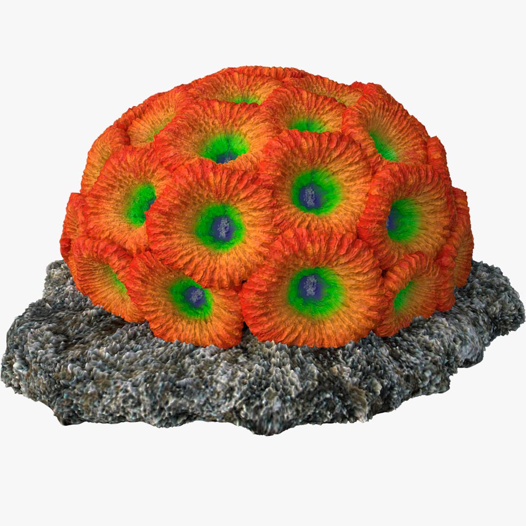 corals sun brain 3D model https://p.turbosquid.com/ts-thumb/ML/8BTIaU/Jl6I027L/0124/jpg/1519239336/1920x1080/fit_q87/3fc1851f2746ed6bf6d54e3ed13ca2bc1382caa5/0124.jpg