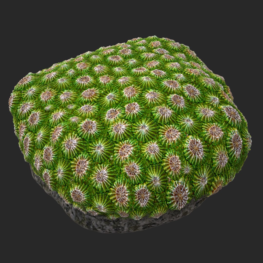 corals sun brain 3D model https://p.turbosquid.com/ts-thumb/ML/8BTIaU/Km321gRY/01111/jpg/1519239200/1920x1080/fit_q87/83696d78b46567da0dffa6c4b37bb3cbd3d31957/01111.jpg
