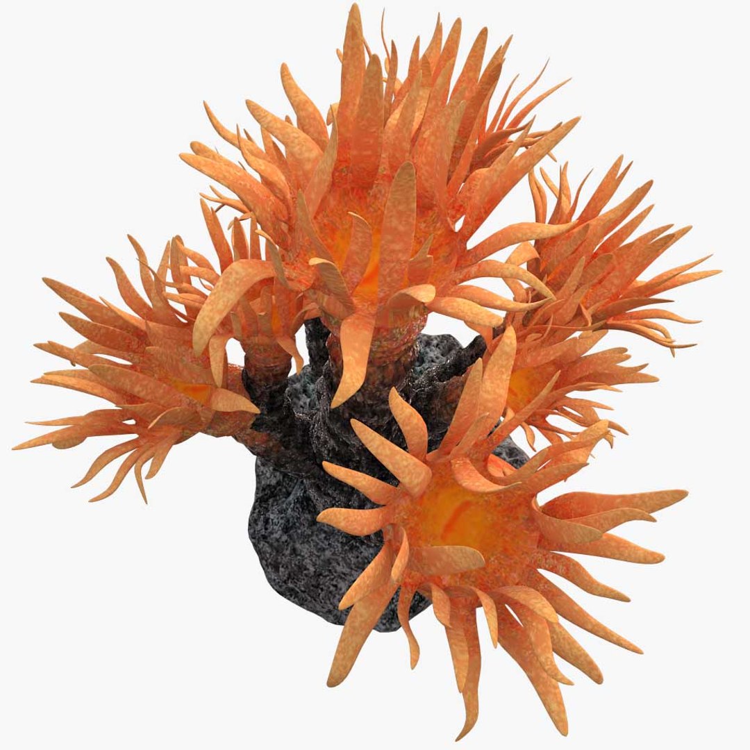 corals sun brain 3D model https://p.turbosquid.com/ts-thumb/ML/8BTIaU/LBlV6R4P/0184/jpg/1519240219/1920x1080/fit_q87/637b480e10dd74d3ce14d35f15d4dc20a0058399/0184.jpg