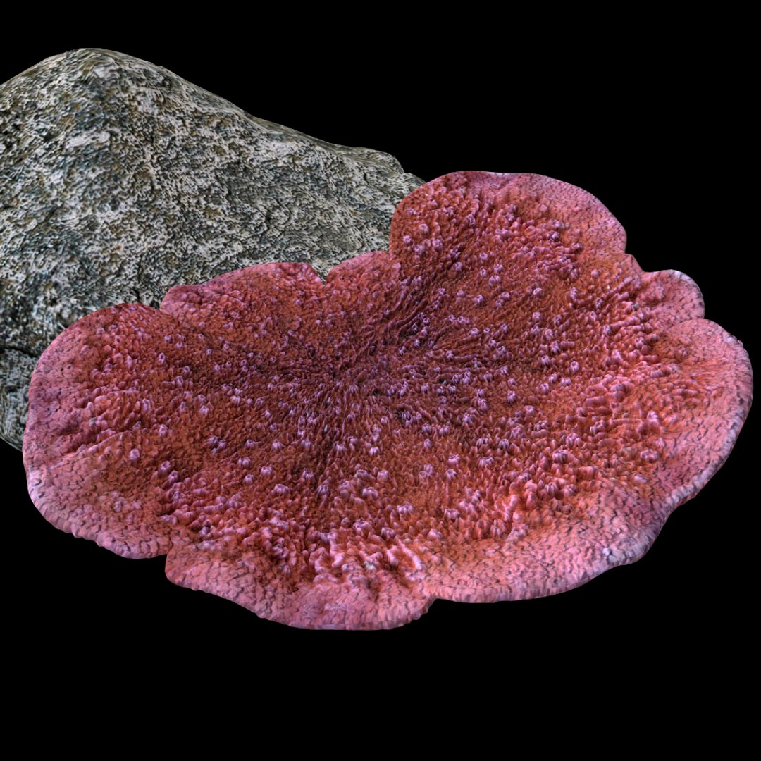 corals sun brain 3D model https://p.turbosquid.com/ts-thumb/ML/8BTIaU/Mi9fmRL3/0710/jpg/1519238733/1920x1080/fit_q87/ce2f7b92370f454e32a29e5470d48f50cda3234d/0710.jpg