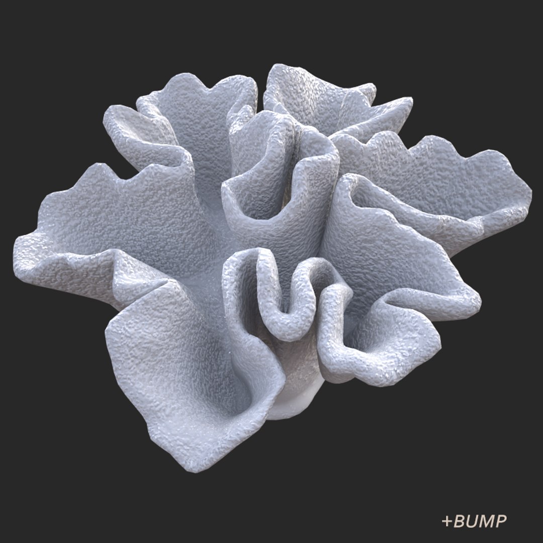 corals sun brain 3D model https://p.turbosquid.com/ts-thumb/ML/8BTIaU/NdAB8bFg/01512/jpg/1519239817/1920x1080/fit_q87/bed15b291bb49c9c9530b47d201eb6df6d969916/01512.jpg