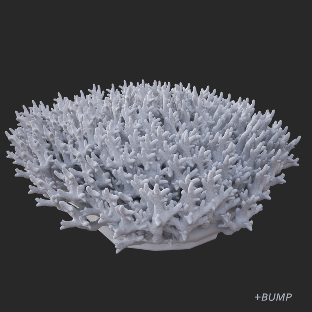 corals sun brain 3D model https://p.turbosquid.com/ts-thumb/ML/8BTIaU/NnUtJDhw/02018/jpg/1519241115/1920x1080/fit_q87/d46650f7bd2f8706b70c64b74f2ccbb67ae29fb7/02018.jpg