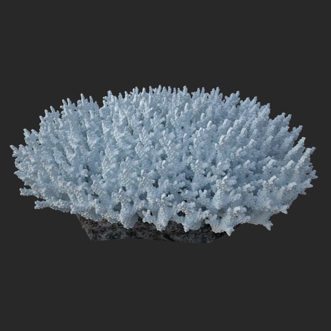 corals sun brain 3D model https://p.turbosquid.com/ts-thumb/ML/8BTIaU/O5gznNsW/02010/jpg/1519241115/1920x1080/fit_q87/2ac13492a9659d4d5e428030eb64976b87d9cea1/02010.jpg