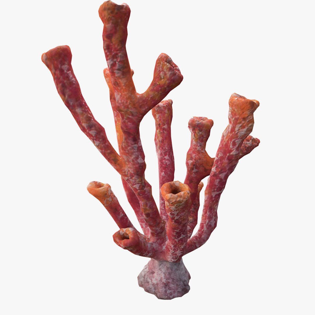 corals sun brain 3D model https://p.turbosquid.com/ts-thumb/ML/8BTIaU/OHsfnGgn/081/jpg/1519238830/1920x1080/fit_q87/bd3a34057ca281835437f9638cb61ade4278a73a/081.jpg