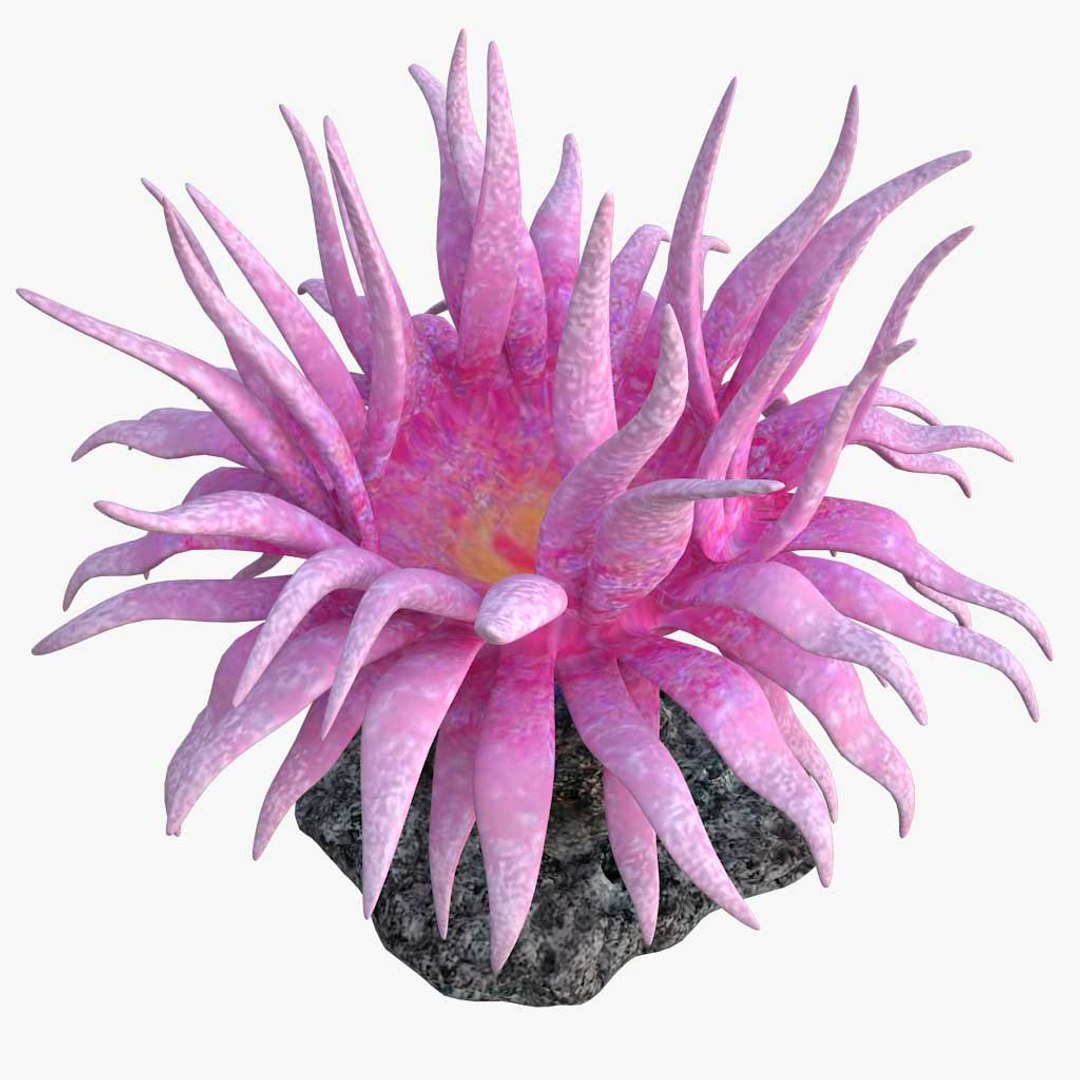 corals sun brain 3D model https://p.turbosquid.com/ts-thumb/ML/8BTIaU/PR0QhcAF/011/jpg/1519238097/1920x1080/fit_q87/5451fc08739d9ab7f19f030e6a50163b055cb84d/011.jpg
