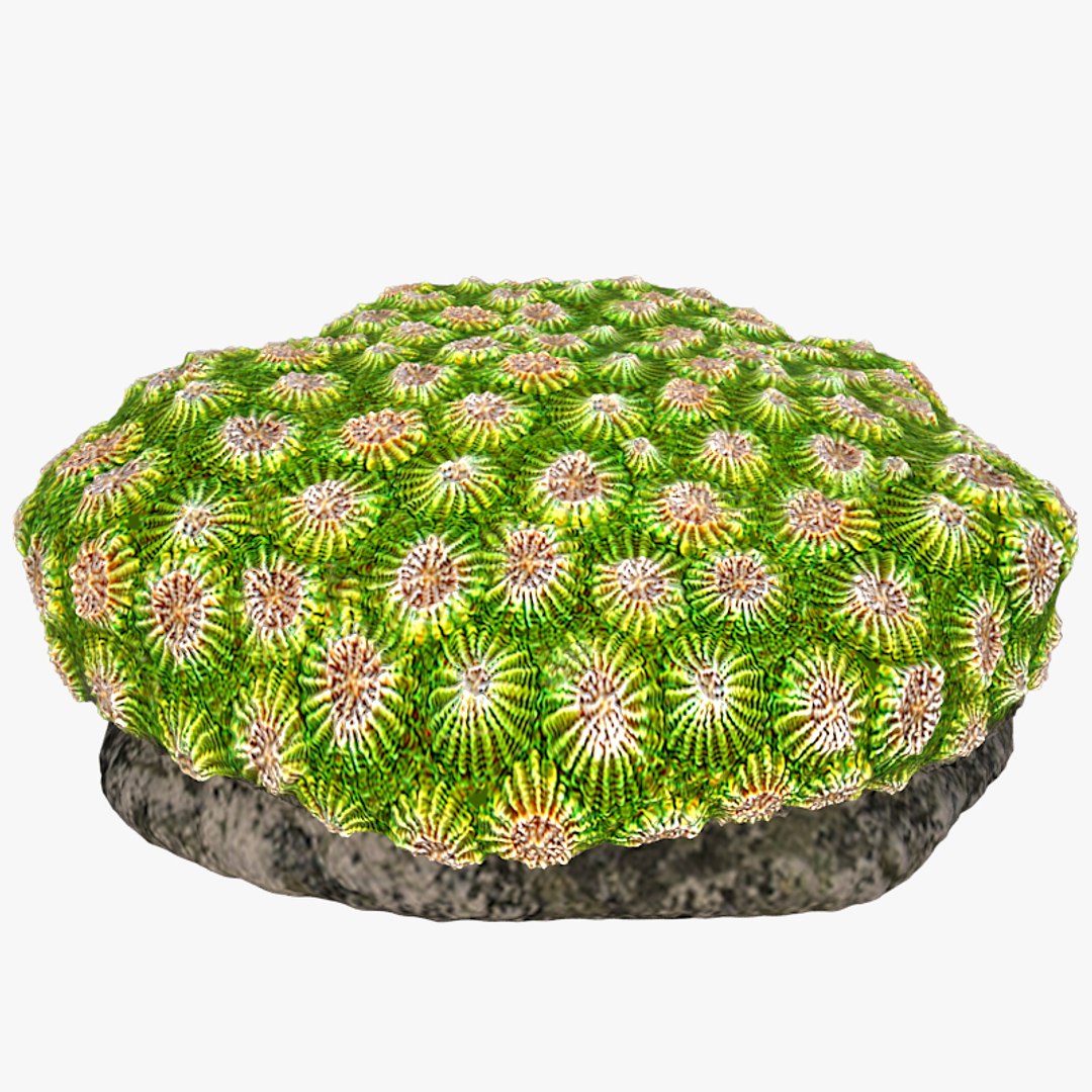 corals sun brain 3D model https://p.turbosquid.com/ts-thumb/ML/8BTIaU/QkfhNfzI/0116/jpg/1519239200/1920x1080/fit_q87/dd6854f7fbc5bc076eb9090d472186ef677c420a/0116.jpg