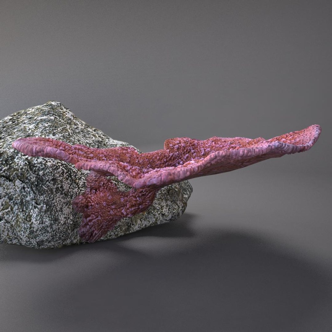 corals sun brain 3D model https://p.turbosquid.com/ts-thumb/ML/8BTIaU/Qsv8JcOi/075/jpg/1519238733/1920x1080/fit_q87/8e8930987175c4af4969d8b2adf4e375ec35a9f9/075.jpg
