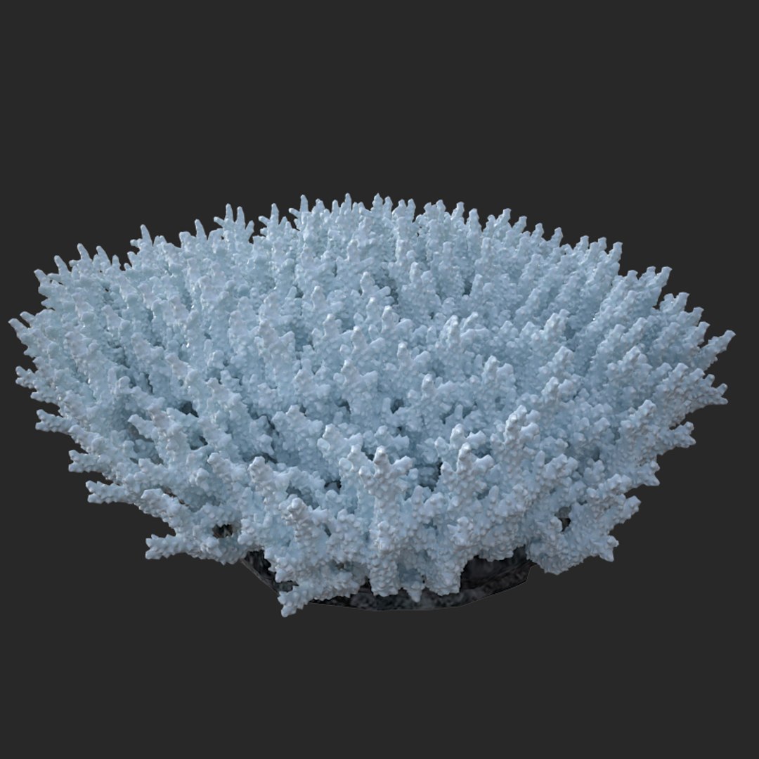 corals sun brain 3D model https://p.turbosquid.com/ts-thumb/ML/8BTIaU/ShudI7vi/0208/jpg/1519241115/1920x1080/fit_q87/bb1a22ce9a57b367cdb44eb69484e74f08c98404/0208.jpg