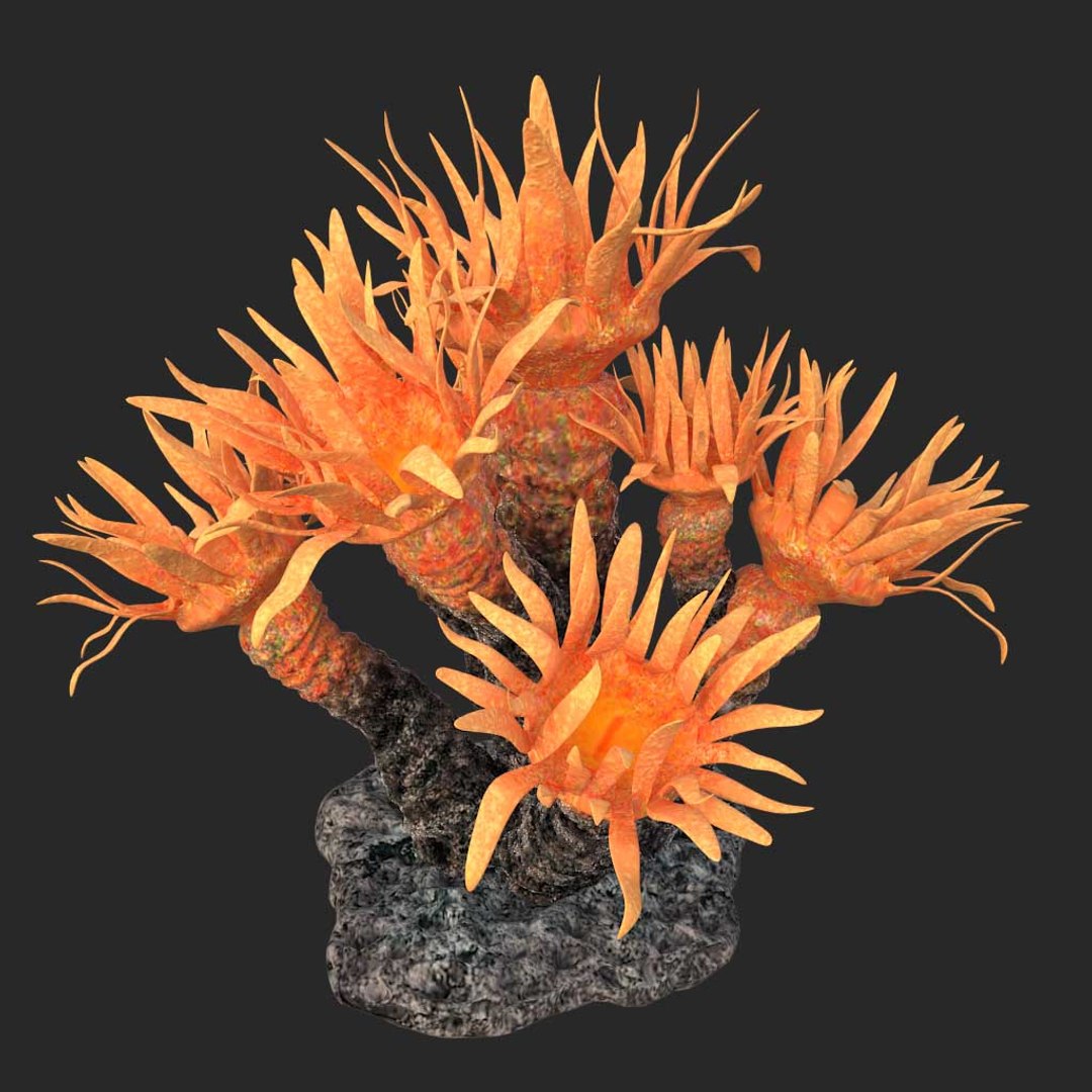 corals sun brain 3D model https://p.turbosquid.com/ts-thumb/ML/8BTIaU/Smyjv035/0188/jpg/1519240219/1920x1080/fit_q87/14cb2fb945e22f864b22465c39ad526a51be597b/0188.jpg