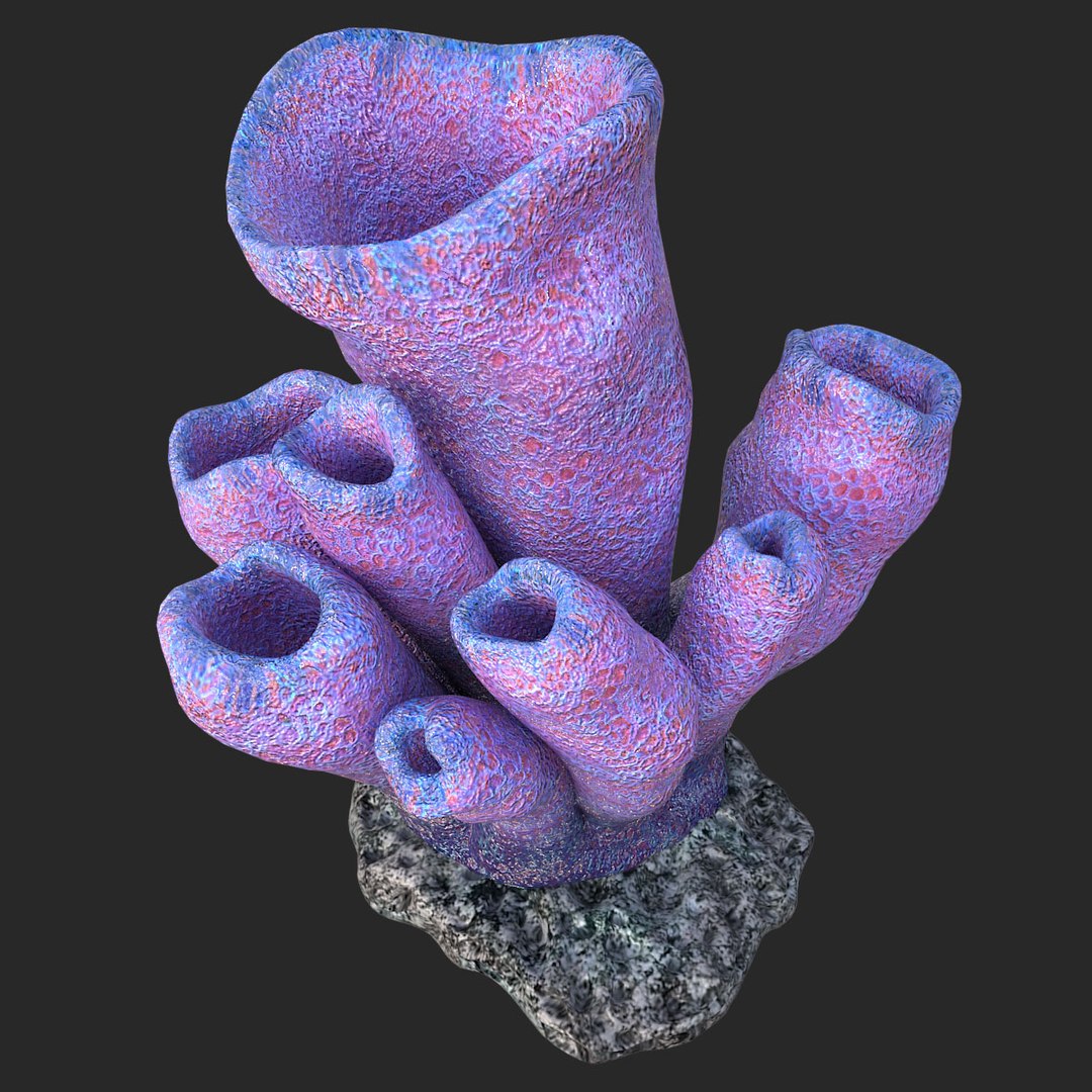 corals sun brain 3D model https://p.turbosquid.com/ts-thumb/ML/8BTIaU/Tj6dJrBm/0911/jpg/1519238930/1920x1080/fit_q87/b7d8ad98be034e04eeb6359ad008e6a533896714/0911.jpg