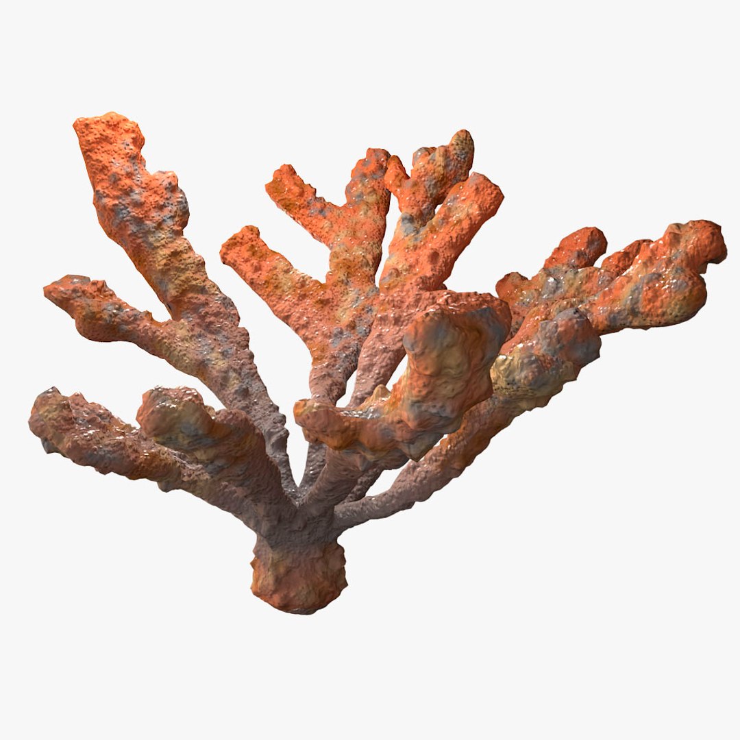 corals sun brain 3D model https://p.turbosquid.com/ts-thumb/ML/8BTIaU/UbjGNf6g/061/jpg/1519238633/1920x1080/fit_q87/82d0dae6067c923bda87f88ebe0400e7af1e8b71/061.jpg