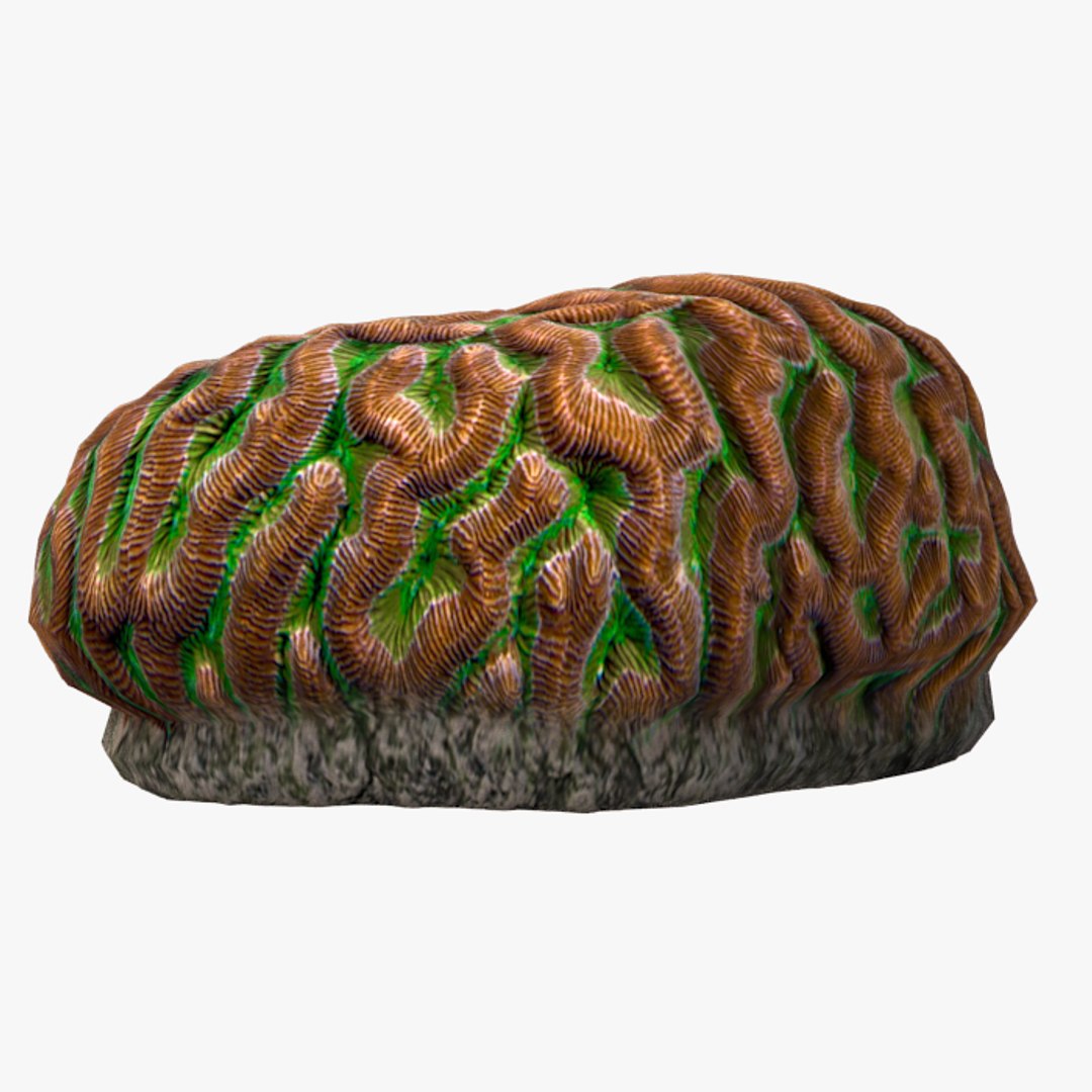 corals sun brain 3D model https://p.turbosquid.com/ts-thumb/ML/8BTIaU/V9Awapzs/025/jpg/1519238207/1920x1080/fit_q87/b563723a3829ebfdfb15ca27c93a96feff3ceb50/025.jpg