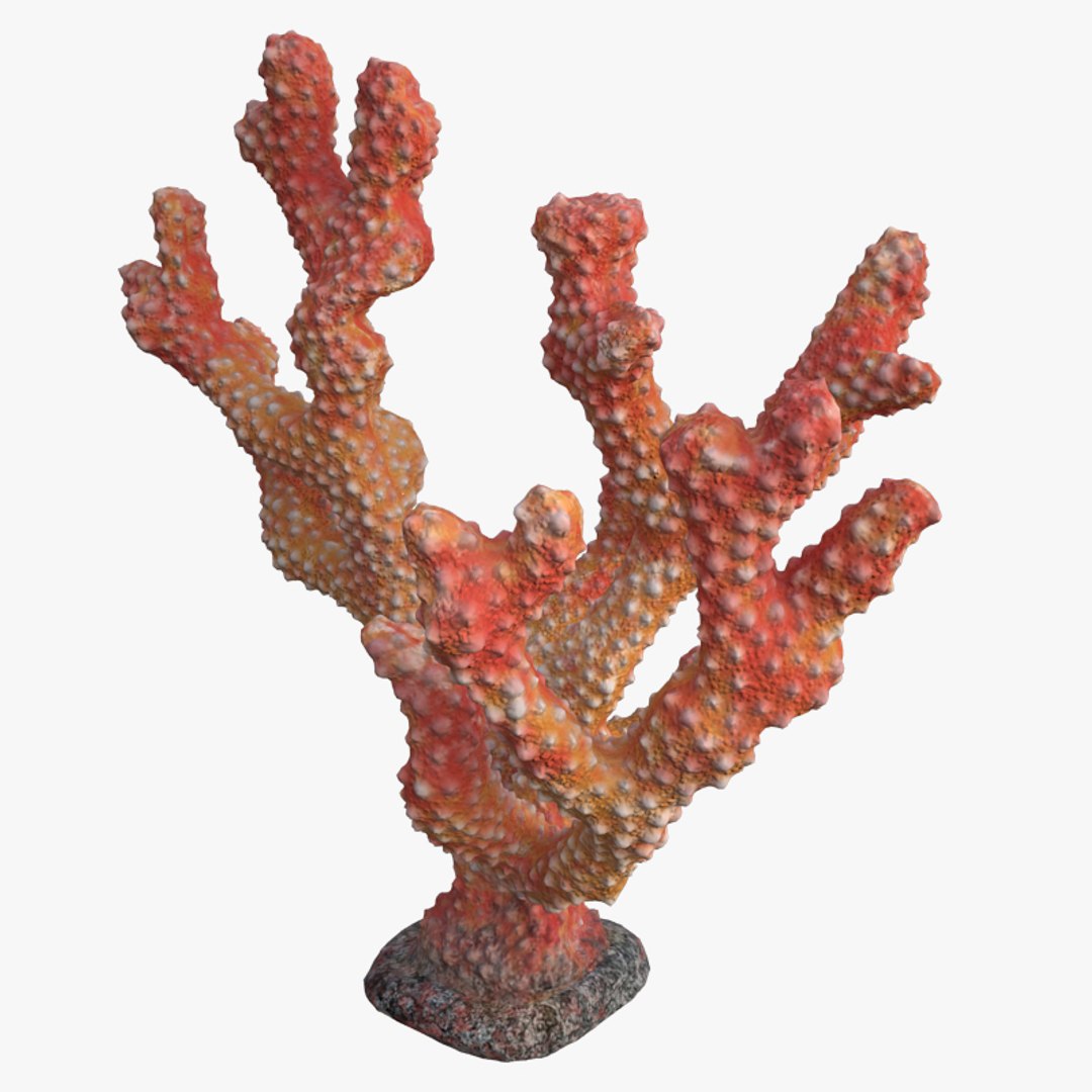 corals sun brain 3D model https://p.turbosquid.com/ts-thumb/ML/8BTIaU/VASIpwqv/054/jpg/1519238526/1920x1080/fit_q87/54650af4ed5f80297ba92c3697eafe5783855f7a/054.jpg