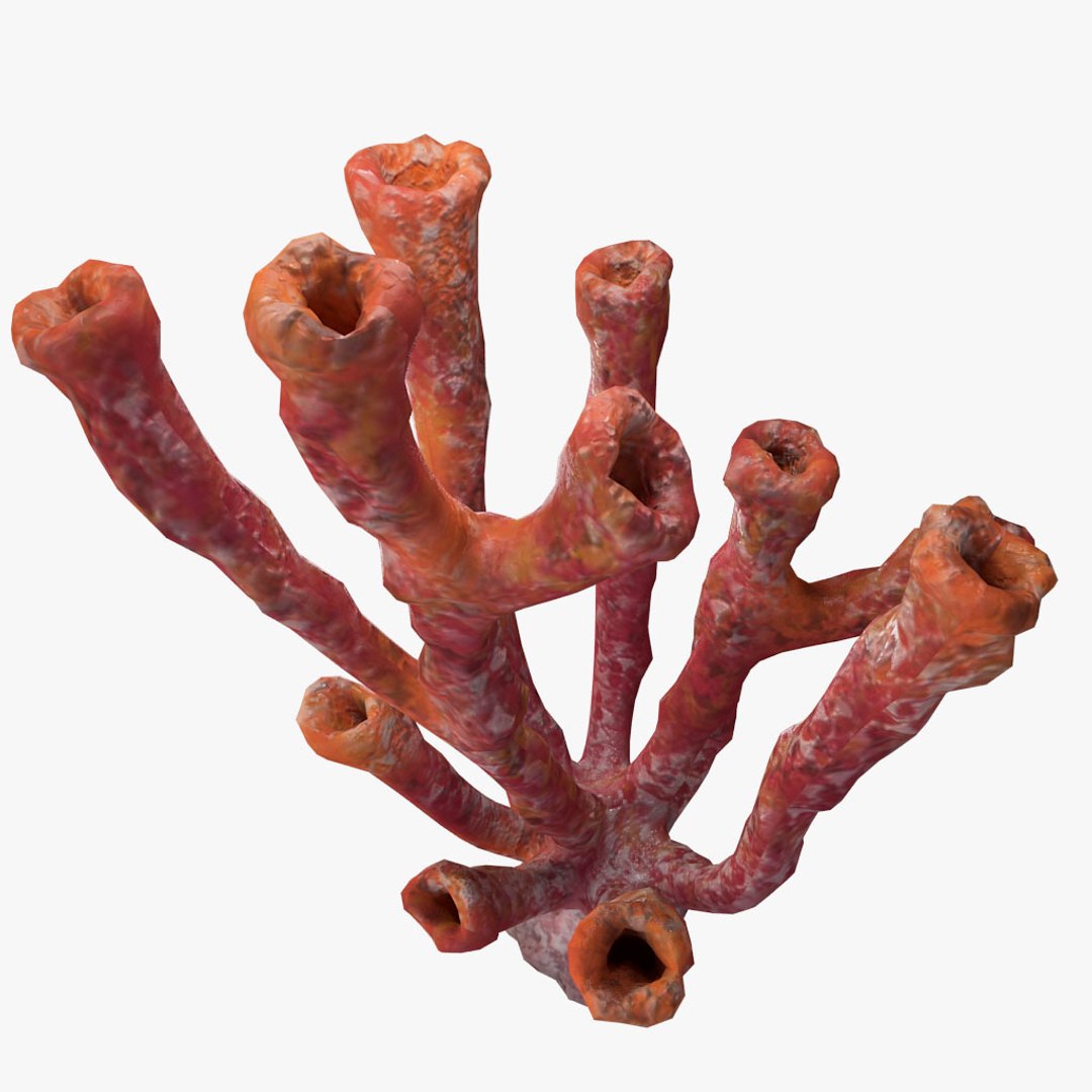 corals sun brain 3D model https://p.turbosquid.com/ts-thumb/ML/8BTIaU/Vh4nrv7w/085/jpg/1519238830/1920x1080/fit_q87/abe98e7ffef6031c8cab6daddf05822827c2cb60/085.jpg