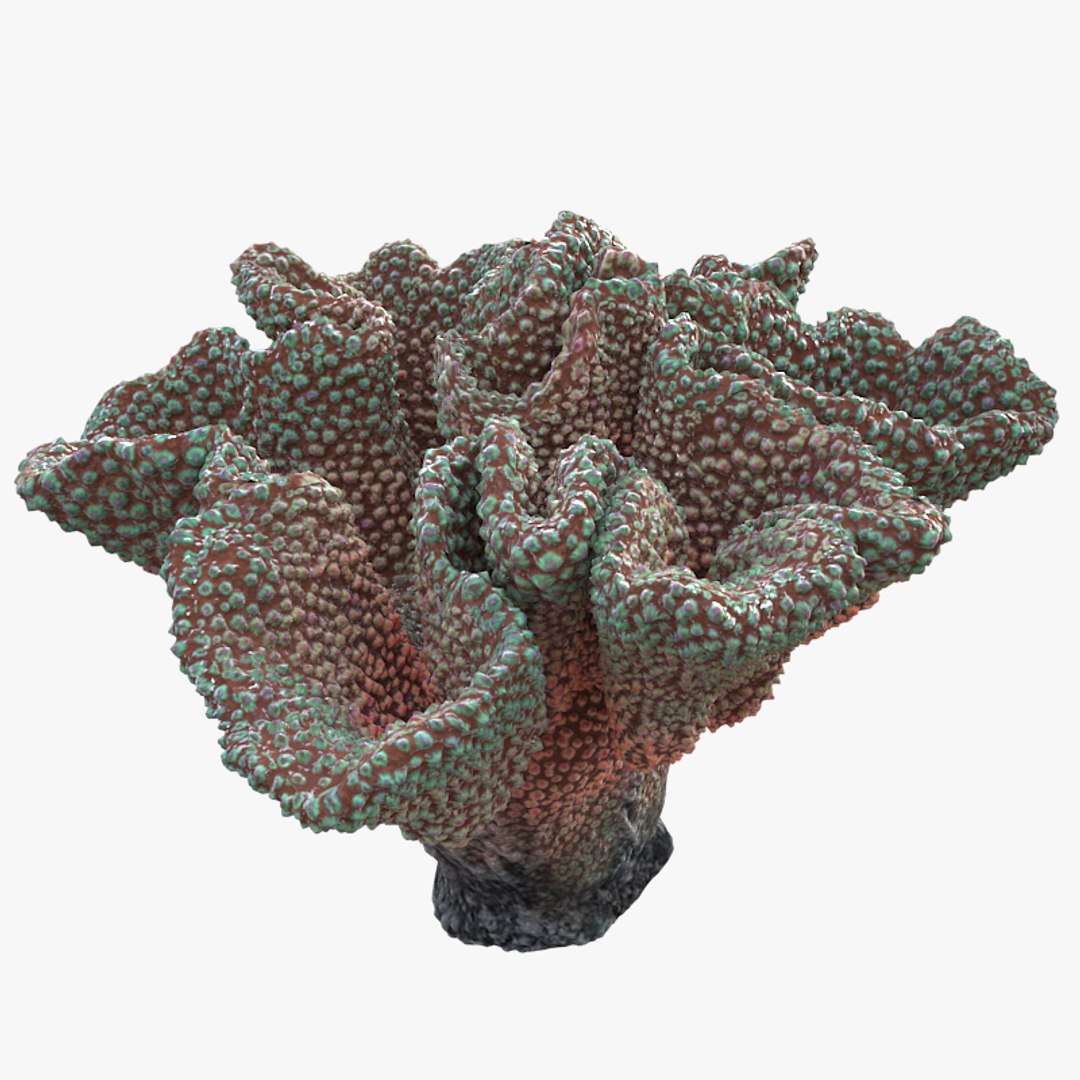 corals sun brain 3D model https://p.turbosquid.com/ts-thumb/ML/8BTIaU/Vin4mIct/0155/jpg/1519239817/1920x1080/fit_q87/b170248f7ad8fdee70c7606296bd56e341ab9fed/0155.jpg