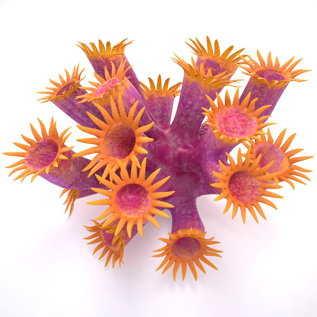corals sun brain 3D model https://p.turbosquid.com/ts-thumb/ML/8BTIaU/W60iTfEz/0174/jpg/1519240141/1920x1080/fit_q87/b86173d3929716feb6cf2f965bd9d357e25d25b7/0174.jpg