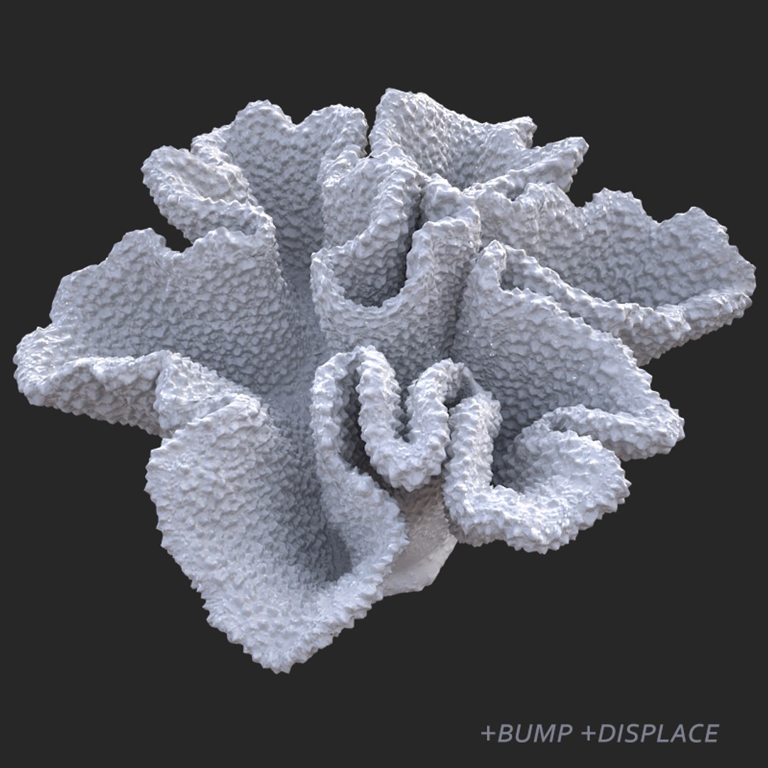 corals sun brain 3D model https://p.turbosquid.com/ts-thumb/ML/8BTIaU/X1Bqdxx6/01513/jpg/1519239817/1920x1080/fit_q87/14425167d35fec9b1c5d5d215703359b1f4ffd02/01513.jpg