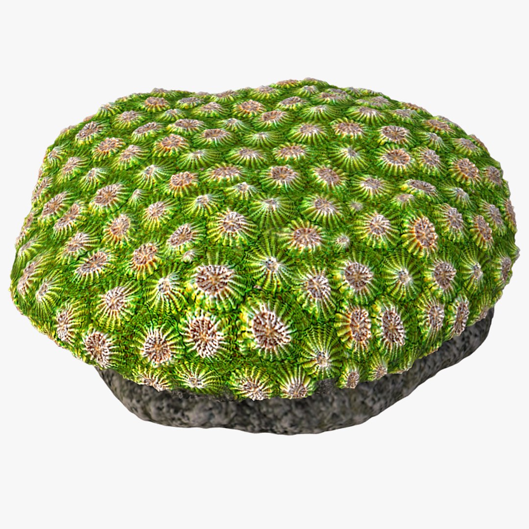 corals sun brain 3D model https://p.turbosquid.com/ts-thumb/ML/8BTIaU/XP4AhFhE/0111/jpg/1519239200/1920x1080/fit_q87/1dc04dc28c9fc1f5c2061a6e5ee6b66f4b96f0fd/0111.jpg