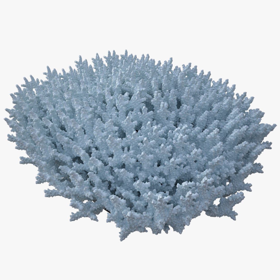 corals sun brain 3D model https://p.turbosquid.com/ts-thumb/ML/8BTIaU/XiZNyEnc/0206/jpg/1519241115/1920x1080/fit_q87/cb58d73c967e8d4254fd25c4818f8a482e98be62/0206.jpg