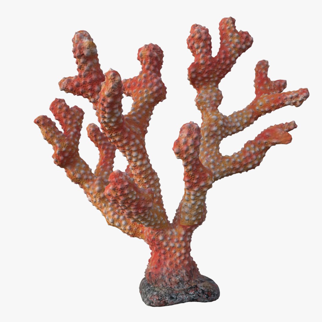 corals sun brain 3D model https://p.turbosquid.com/ts-thumb/ML/8BTIaU/Yxrk6uuS/052/jpg/1519238526/1920x1080/fit_q87/9fc5dfe78c87752d79c7daf293dc1e165398c865/052.jpg