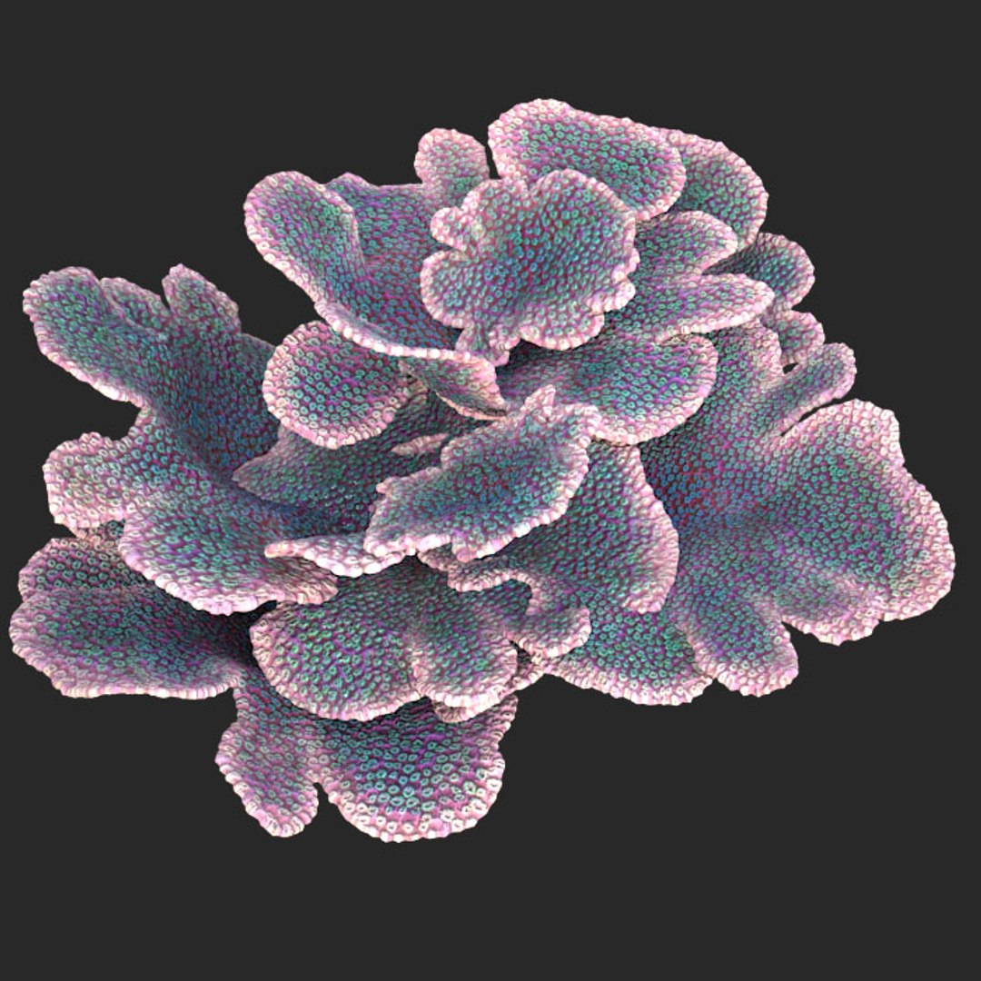 corals sun brain 3D model https://p.turbosquid.com/ts-thumb/ML/8BTIaU/Z07yFL1l/0146/jpg/1519239686/1920x1080/fit_q87/258839acd65e38e34173cdd7183274e56839ffe7/0146.jpg