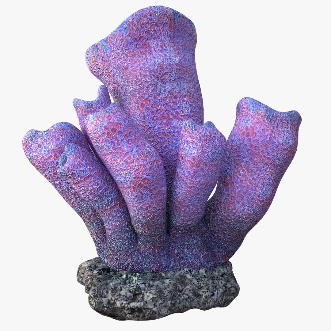 corals sun brain 3D model https://p.turbosquid.com/ts-thumb/ML/8BTIaU/aW4NlWzw/093/jpg/1519238929/1920x1080/fit_q87/d1c887b973d9b1fe9b956f33276e2e4d26991518/093.jpg
