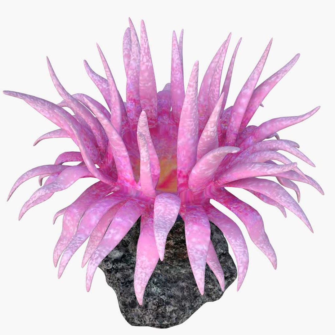 corals sun brain 3D model https://p.turbosquid.com/ts-thumb/ML/8BTIaU/bbHoIpwT/012/jpg/1519238097/1920x1080/fit_q87/6316ccc684c413d5091e13fa076d8feb73fbd192/012.jpg