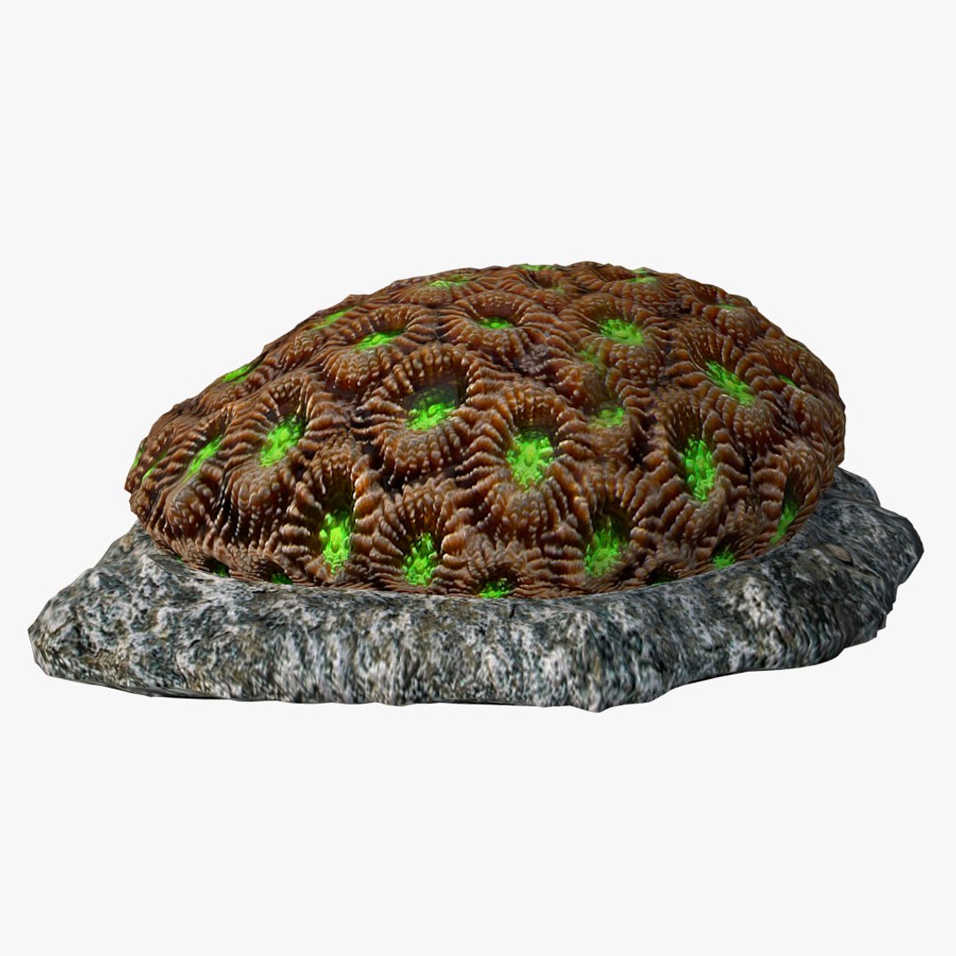 corals sun brain 3D model https://p.turbosquid.com/ts-thumb/ML/8BTIaU/c91mlxuZ/0135/jpg/1519239586/1920x1080/fit_q87/a20d397abf9eb0b9137e55e884d81fc8d66b017e/0135.jpg