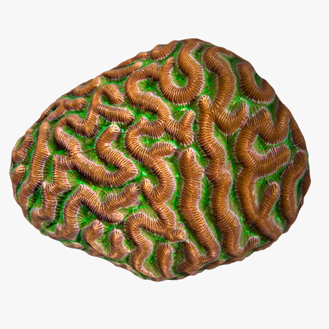 corals sun brain 3D model https://p.turbosquid.com/ts-thumb/ML/8BTIaU/cR9bw86x/024/jpg/1519238207/1920x1080/fit_q87/ca19d24f1acd646692173d4cb266eef45586410e/024.jpg